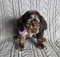 Choc merle female 2, a female Cocker Spaniel for sale in Lexington, KY – Photo 1 of 5