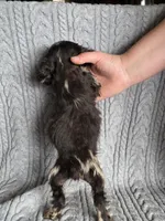 Choc merle female 2, a female Cocker Spaniel for sale in Lexington, KY – Photo 3 of 5