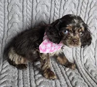 Choc merle female 2, a female Cocker Spaniel for sale in Lexington, KY – Photo 2 of 5