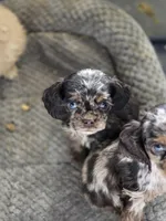 Choc merle female 2, a female Cocker Spaniel for sale in Lexington, KY – Photo 5 of 5