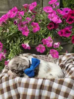 JBmerlemale, a male Cocker Spaniel for sale in Lexington, KY – 3 of 5