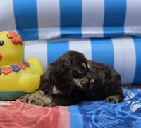 Choc m, a male Cocker Spaniel for sale in Lexington, KY – 4 of 5