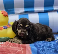 Choc m, a male Cocker Spaniel for sale in Lexington, KY – 5 of 5
