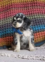 Merle male, a male Cocker Spaniel for sale in Lexington, KY – 2 of 7