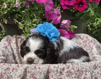 JBchocpartifemale, a female Cocker Spaniel for sale in Lexington, KY – 3 of 4