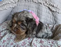 Fionasredmerle f, a female Cocker Spaniel for sale in Lexington, KY – 4 of 5