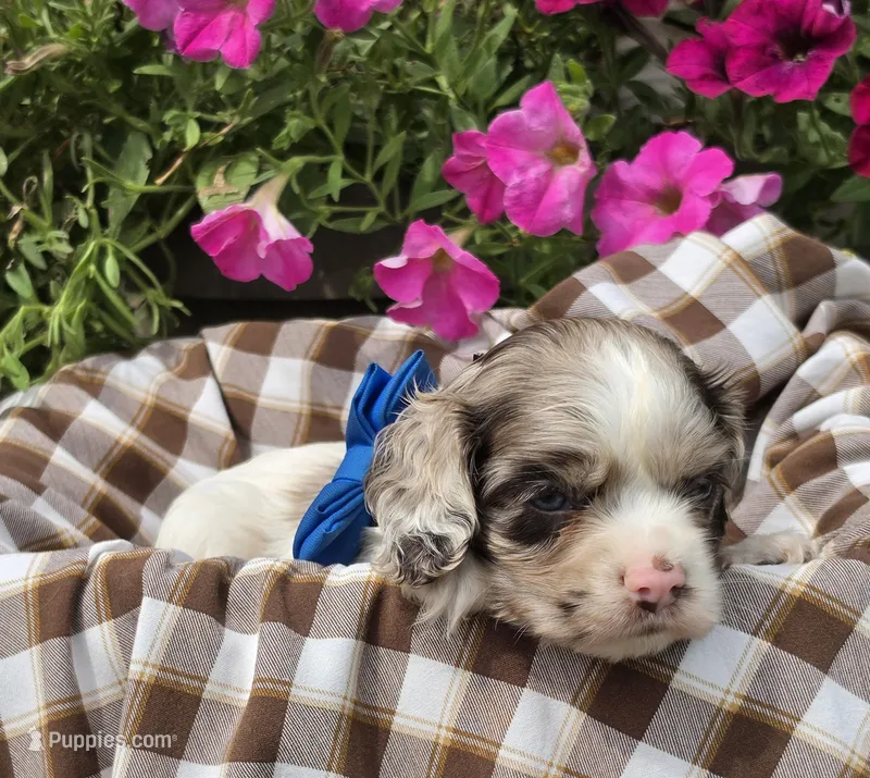 JBmerlemale – Cocker Spaniel puppy for sale in Lexington, KY