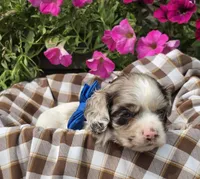 JBmerlemale, a male Cocker Spaniel for sale in Lexington, KY – 1 of 5
