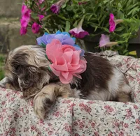 Poppychocmfemale, a female Cocker Spaniel for sale in Lexington, KY – 4 of 5