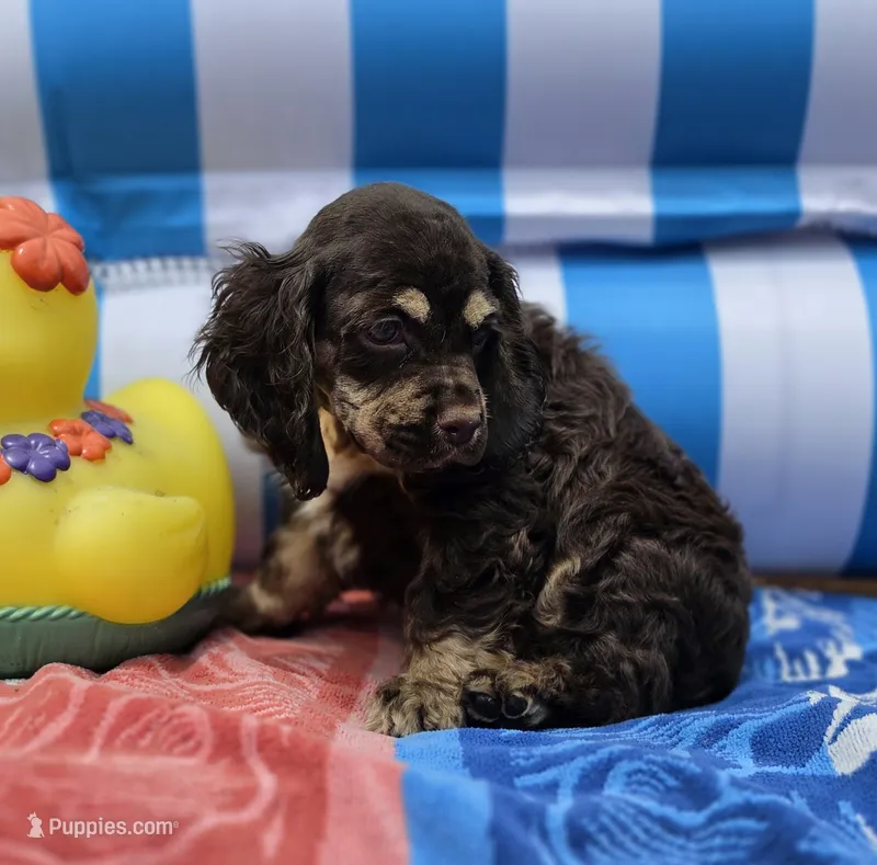 Choc m – Cocker Spaniel puppy for sale in Lexington, KY