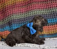 Choc male, a male Cocker Spaniel for sale in Lexington, KY – 5 of 7
