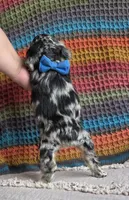 Merle male, a male Cocker Spaniel for sale in Lexington, KY – 7 of 7