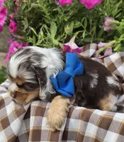 Poppydarkchocmmale, a male Cocker Spaniel for sale in Lexington, KY – 4 of 6