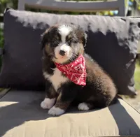 Blaze, a male Australian Shepherd for sale in Lexington, KY – 2 of 5