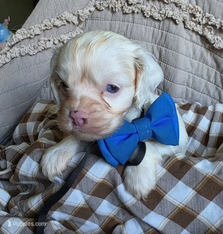 Fionas runt – Cocker Spaniel puppy for sale in Lexington, KY