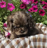 Poppychocmerlemale, a male Cocker Spaniel for sale in Lexington, KY – 2 of 3