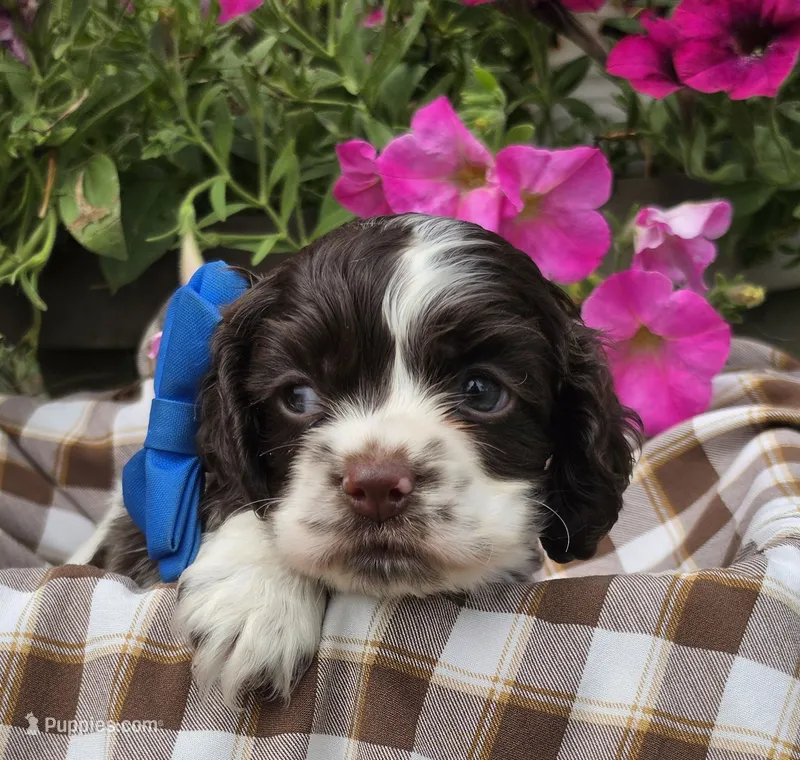 JBchocpartimale – Cocker Spaniel puppy for sale in Lexington, KY