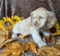 Fionabuffmale, a male Cocker Spaniel for sale in Lexington, KY – 3 of 4