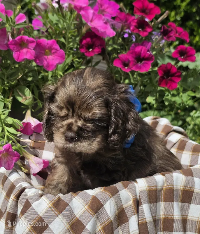 Poppychocmerlemale – Cocker Spaniel puppy for sale in Lexington, KY
