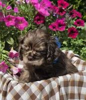 Poppychocmerlemale, a male Cocker Spaniel for sale in Lexington, KY – 1 of 3