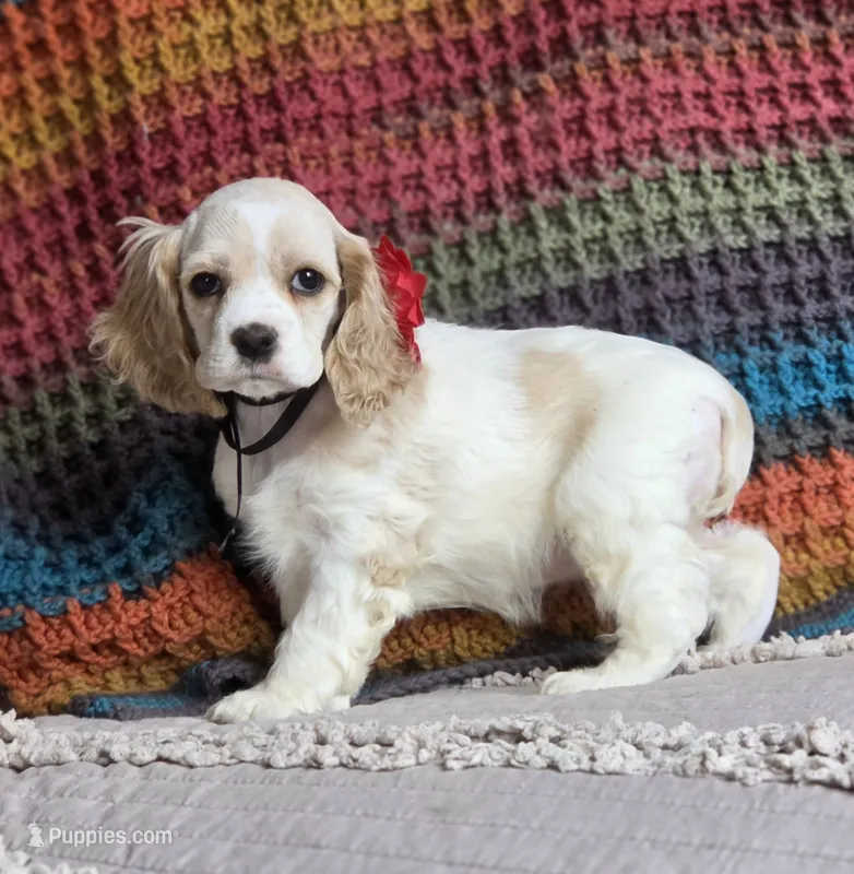 Parti f – Cocker Spaniel puppy for sale in Lexington, KY