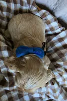 Fionathinblazebuffmale, a male Cocker Spaniel for sale in Lexington, KY – 4 of 4