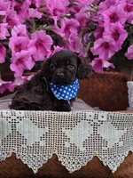 Chocolate male, a male Cocker Spaniel for sale in Lexington, KY – Photo 3 of 4