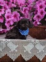 Chocolate male, a male Cocker Spaniel for sale in Lexington, KY – Photo 2 of 4