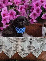 Chocolate male, a male Cocker Spaniel for sale in Lexington, KY – Photo 4 of 4