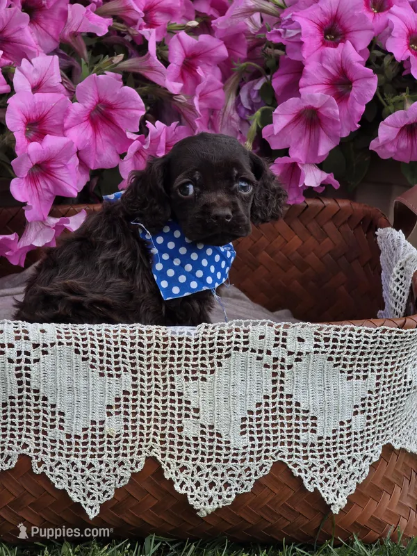 Chocolate male – Cocker Spaniel puppy for sale in Lexington, KY