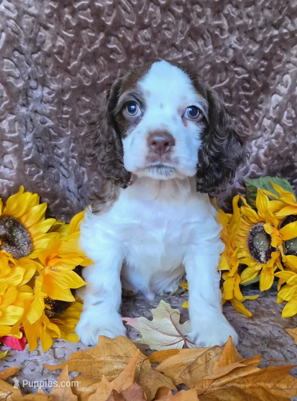 JBchocpartim2 – Cocker Spaniel puppy for sale in Lexington, KY