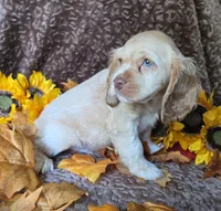 Fionabuffmale, a male Cocker Spaniel for sale in Lexington, KY – 2 of 4