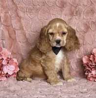 processed/6590ee57-c438-4ab3-bdcc-03cc766b01d8/listing/a0405a5a-2f7e-47eb-a322-4abf9f29d0ba/2b252aa6-64b6-4bdd-94e3-56eb3ceaeefc