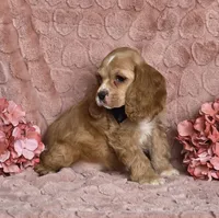 processed/6590ee57-c438-4ab3-bdcc-03cc766b01d8/listing/a0405a5a-2f7e-47eb-a322-4abf9f29d0ba/fde54a37-e560-4072-803a-4d068f6fedf2