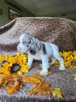 JBmerlemale, a male Cocker Spaniel for sale in Lexington, KY – 5 of 5