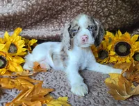 JBmerlemale, a male Cocker Spaniel for sale in Lexington, KY – 2 of 5