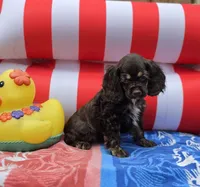 Choc f, a female Cocker Spaniel for sale in Lexington, KY – 2 of 4