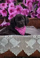 Chocolate female, a female Cocker Spaniel for sale in Lexington, KY – Photo 2 of 4