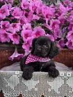 Chocolate female, a female Cocker Spaniel for sale in Lexington, KY – Photo 3 of 4