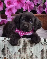 Chocolate female, a female Cocker Spaniel for sale in Lexington, KY – Photo 1 of 4