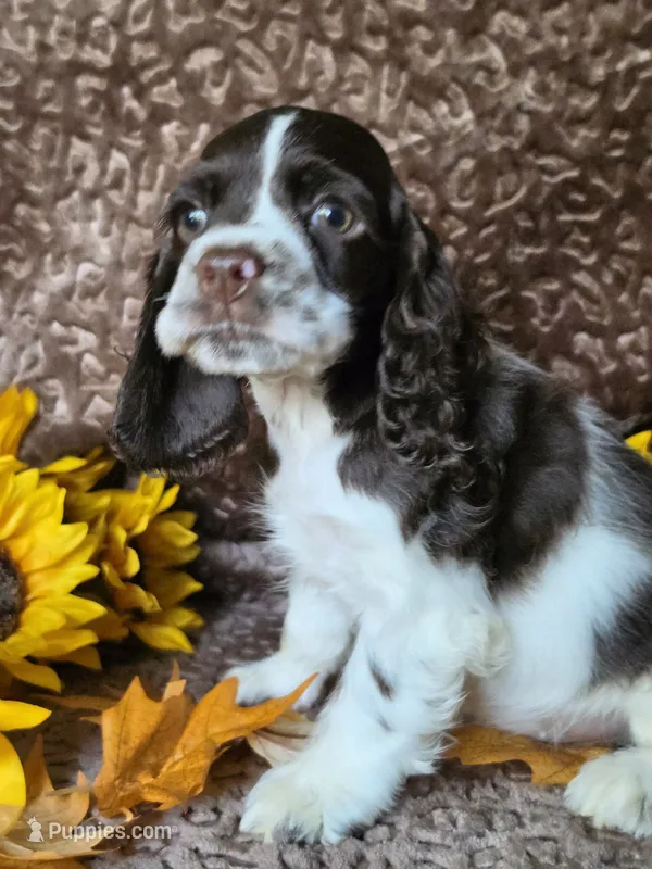 JBchocpartimale – Cocker Spaniel puppy for sale in Lexington, KY