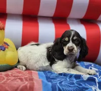 Parti f, a female Cocker Spaniel for sale in Lexington, KY – 3 of 3