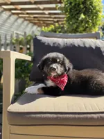Bub, a male Australian Shepherd for sale in Lexington, KY – 4 of 5