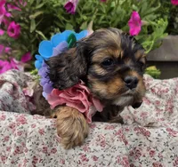 POPPYsablefemale, a female Cocker Spaniel for sale in Lexington, KY – 1 of 1