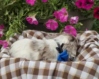 JBmerlemale, a male Cocker Spaniel for sale in Lexington, KY – 4 of 5