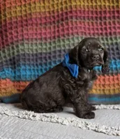 Choc male, a male Cocker Spaniel for sale in Lexington, KY – 4 of 7
