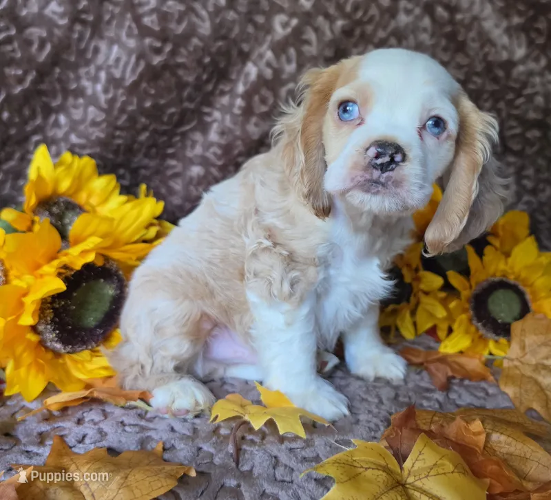 Buffmale2 – Cocker Spaniel puppy for sale in Lexington, KY