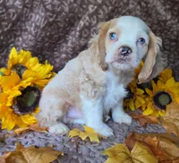 Buffmale2, a male Cocker Spaniel for sale in Lexington, KY – 1 of 3