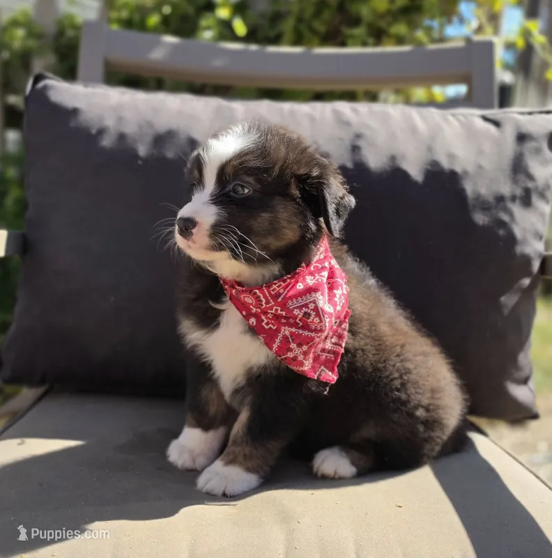 Blaze – Australian Shepherd puppy for sale in Lexington, KY