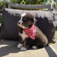 Blaze, a male Australian Shepherd for sale in Lexington, KY – 1 of 5